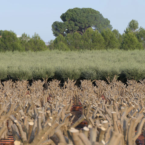 Olivos Lorente