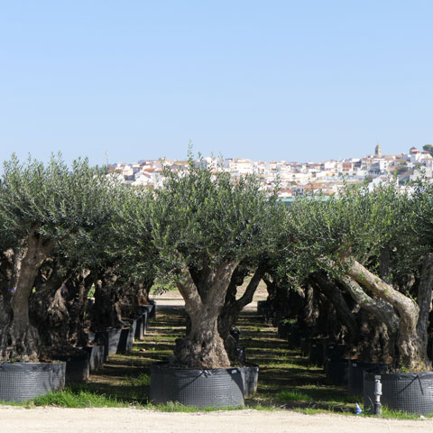 Olivos Lorente
