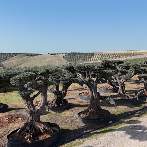 Olivos Lorente