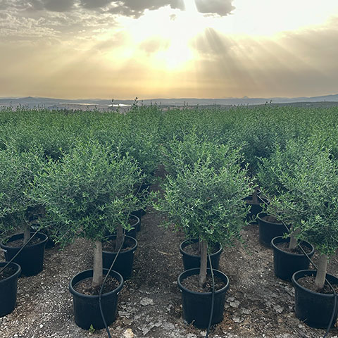 Olea Europaea Copa 