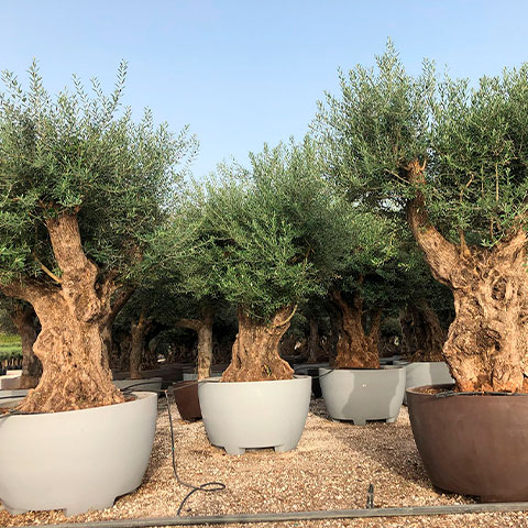 Olea Europaea Gama Decorativa