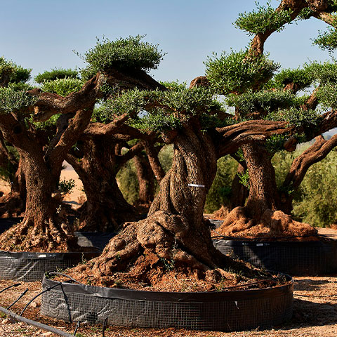 Olea Europaea Ejemplar