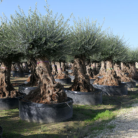 Olea Europaea Lechín