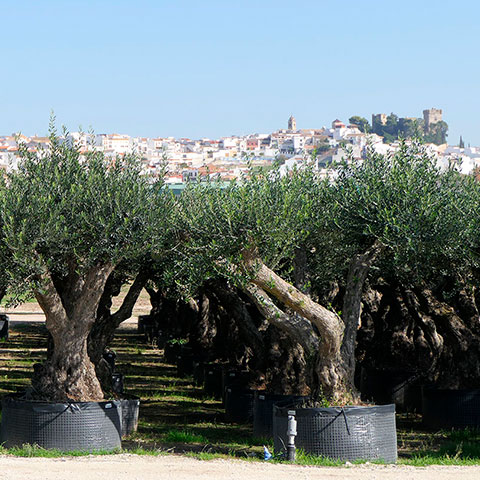 Olea Europaea Ramificado