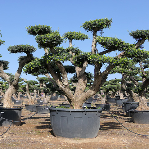 Olea Europaea Pompón 