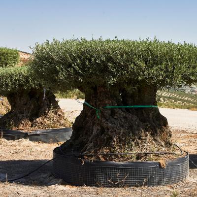Mesa malla desde 200-250cm hasta 375-400cm