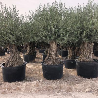 100-120cm piel vieja 285/375/500l
