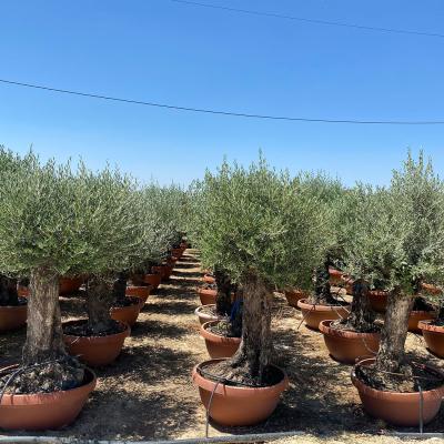 Tarrina 60-100cm en 160l