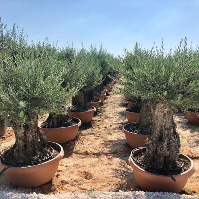 Tarrina 100-140cm en 160l