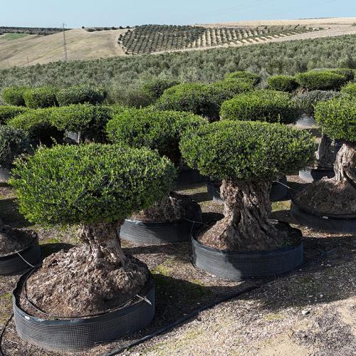 Lechín Mesa malla desde 100-120cm hasta 275-300cm