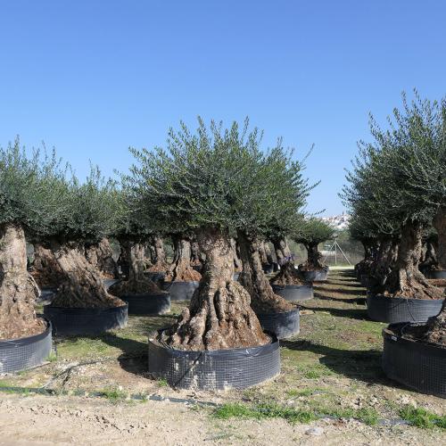 Lechín desde 60-100cm hasta 250-300cm malla