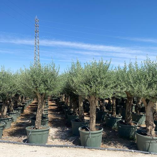 55-75cm Green Pot 150l