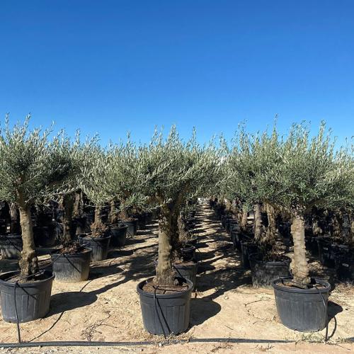40-60cm Hojiblanco 110-130l