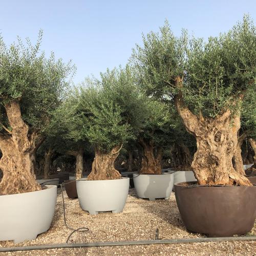 Ramif. piel vieja decopot 690l