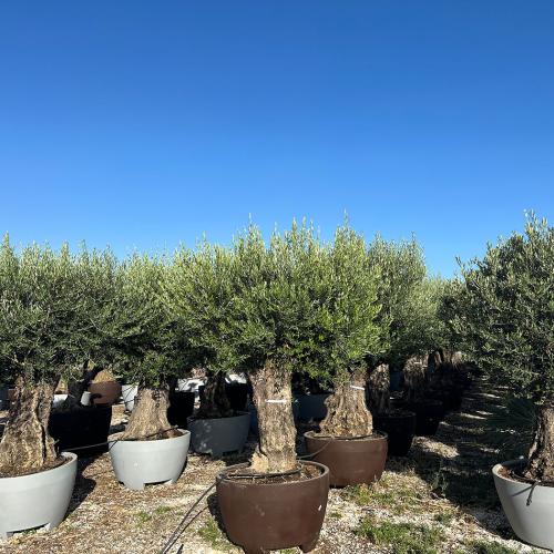 Bonsai 100-140cm decopot 310l
