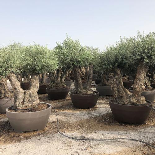 Bonsai Doble decopot 360l