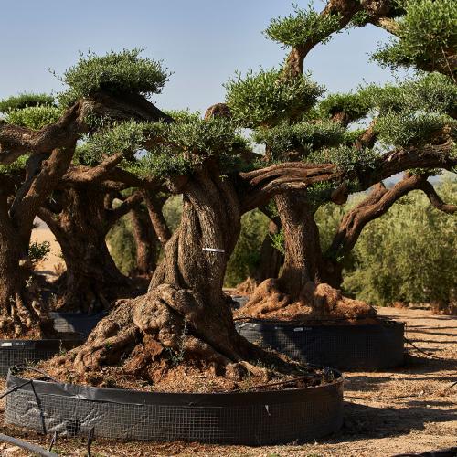 Olea Europaea Ejemplar