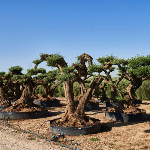 Olea Europaea Ejemplar