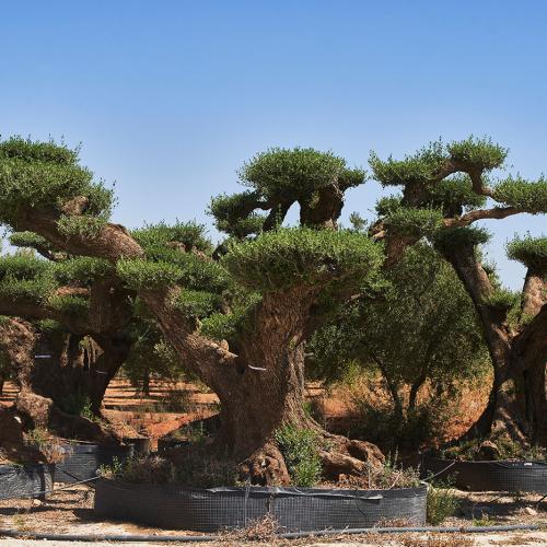 Olea Europaea Ejemplar
