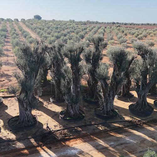 Olea Europaea Ejemplar