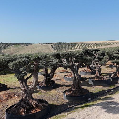 Olea Europaea Ejemplar