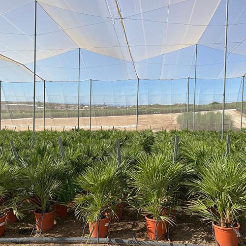 Chamaerops humilis 15l 