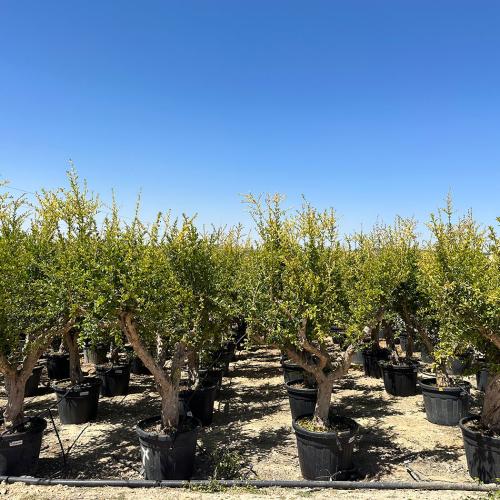Punica granatum 30-50cm 110l