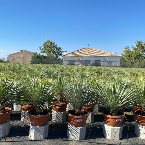 Yucca rostrata tarrina 23l