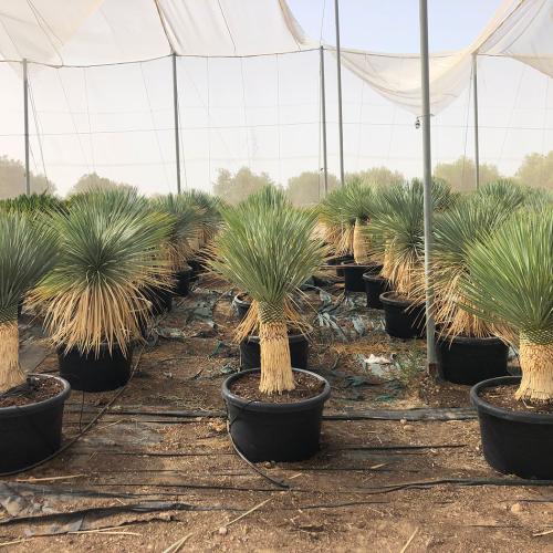 Yucca rostrata desde 100-110cm hasta 190-200cm 100-170l