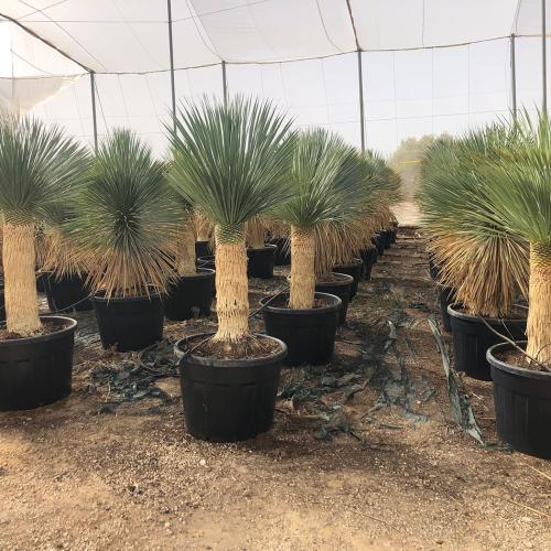 Yucca rostrata desde 100-110cm hasta 190-200cm 100-170l