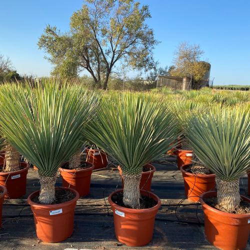 Yucca rostrata extra deco 35lt